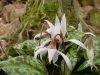 Show product details for Erythronium dens-canis Snowflake